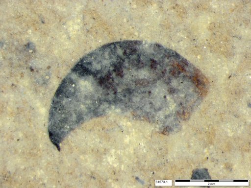 Tracheophyta
