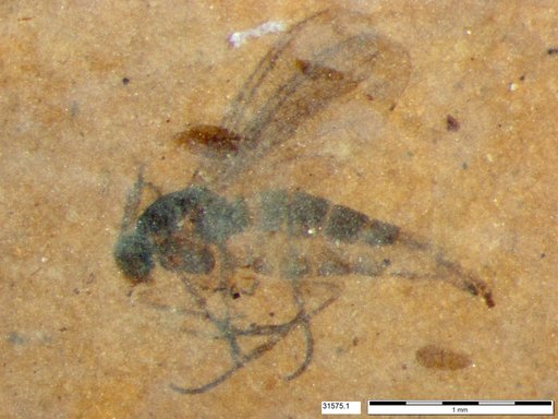 Diptera