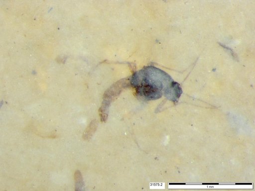 Diptera