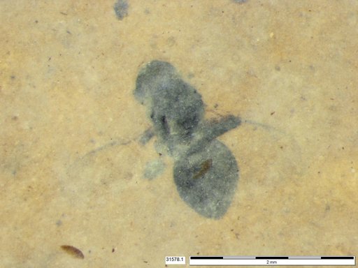 Genus sp