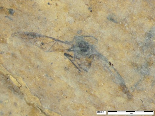 Aphididae