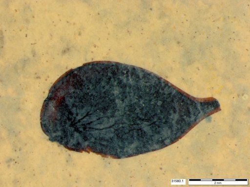 Tracheophyta