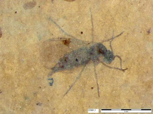 Diptera