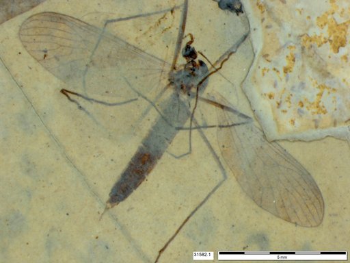 Diptera