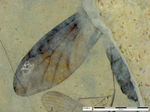 Genus sp