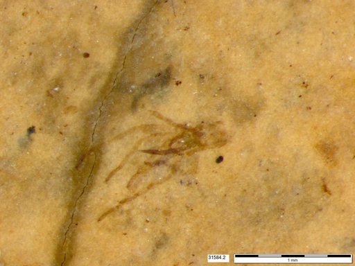 Genus sp