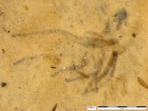 Genus sp