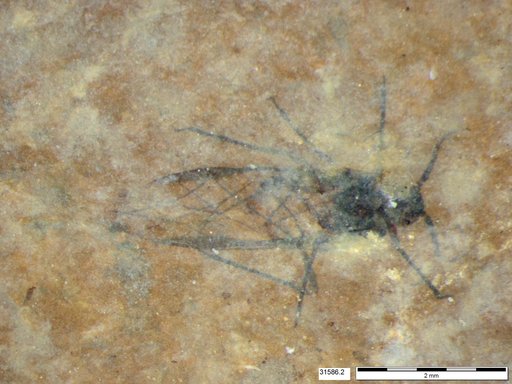 Aphididae