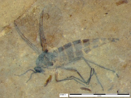 Sciaridae