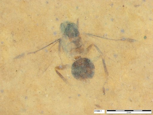 Formicidae