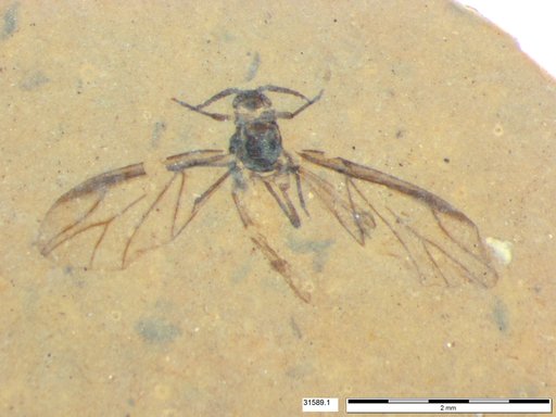 Aphididae