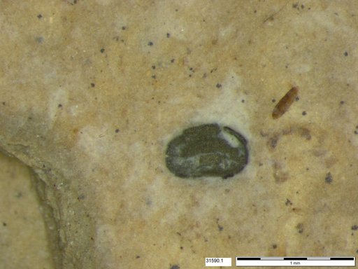 Tracheophyta