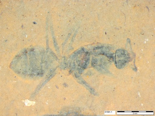 Formicidae
