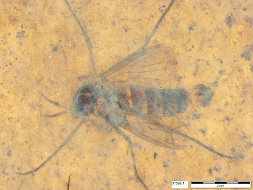 Mycetophilidae