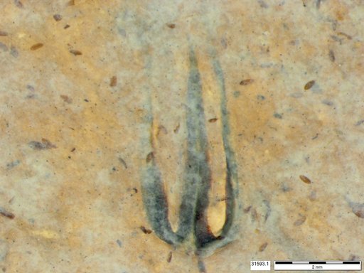 Tracheophyta