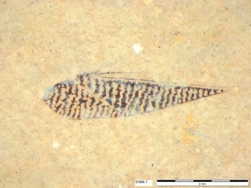 Corixidae