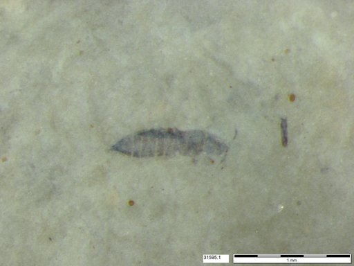 Genus sp