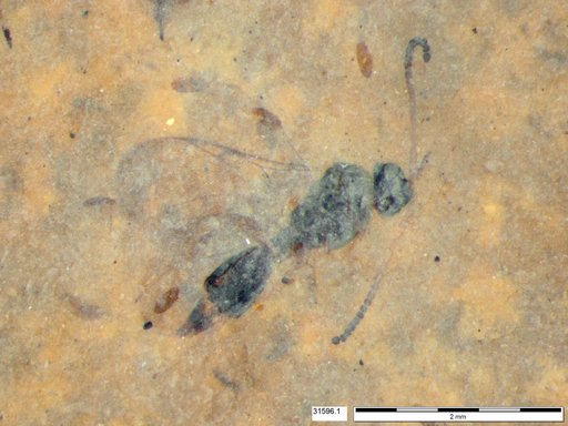 Diapriidae