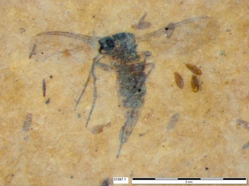 Diptera