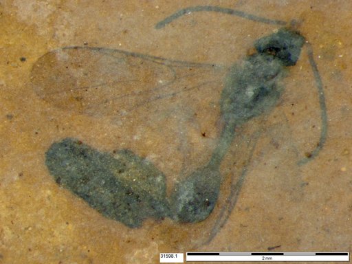 Diapriidae