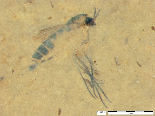 Mycetophilidae