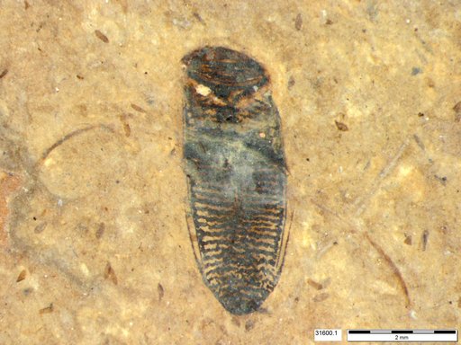 Corixidae