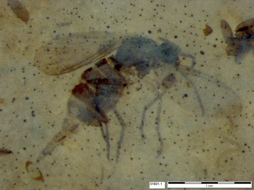 Sciaridae