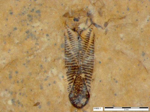 Corixidae