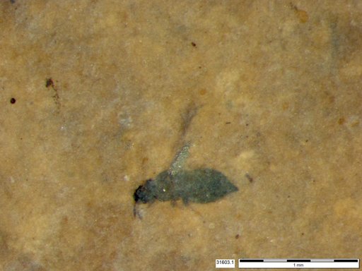 Genus sp