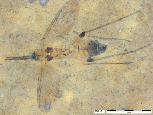 Diptera