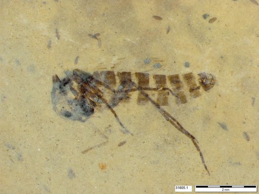 Diptera