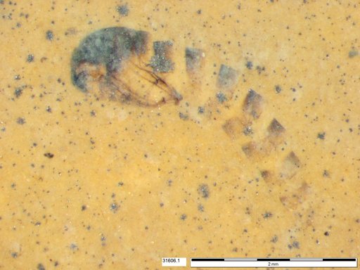 Genus sp