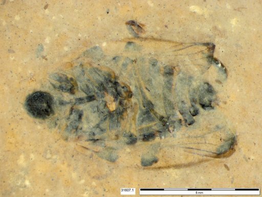 Genus sp