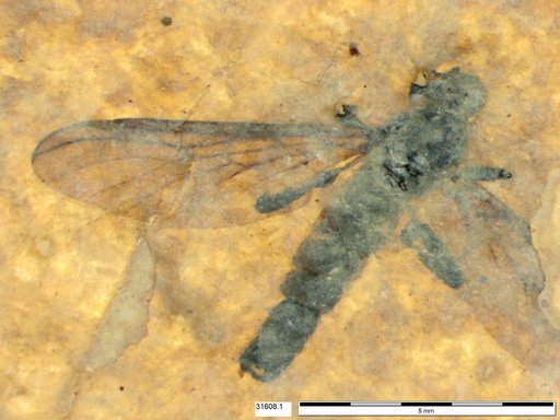 Genus sp