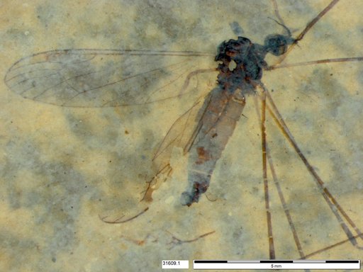 Diptera