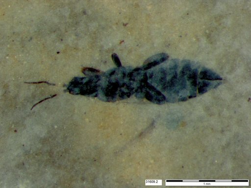 Genus sp