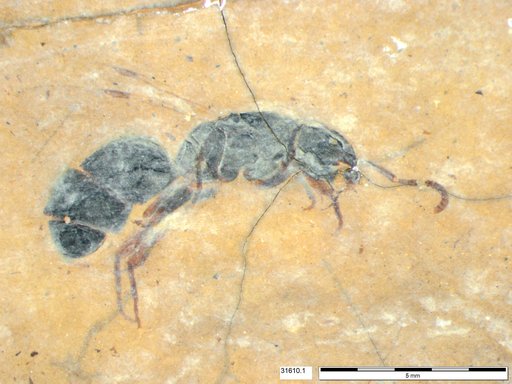 Formicidae