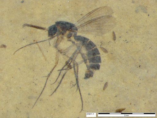 Mycetophilidae