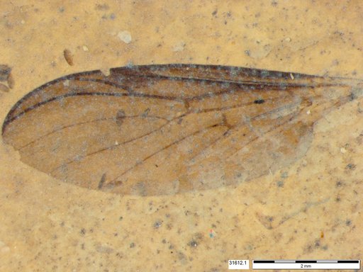 Genus sp