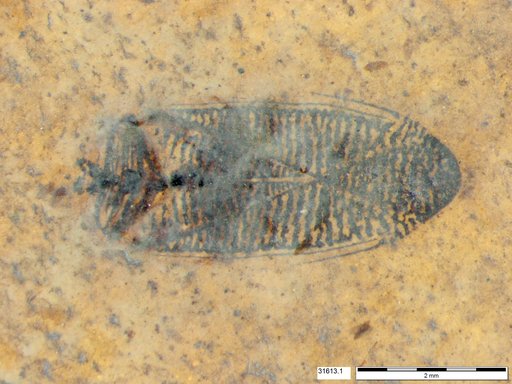 Corixidae