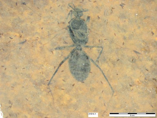 Formicidae