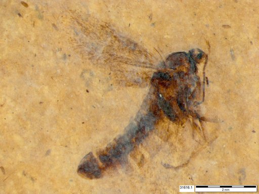 Genus sp