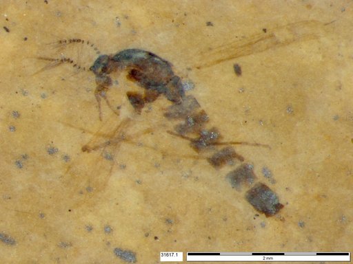 Chaoboridae