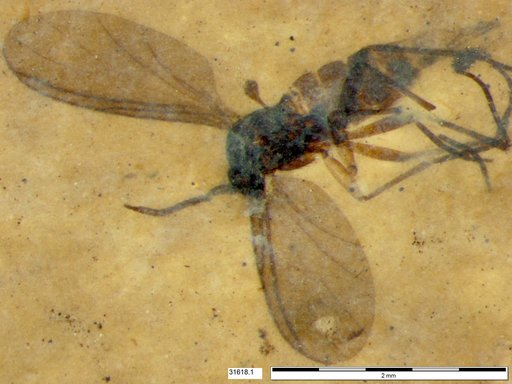 Sciaridae