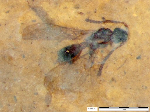 Diapriidae