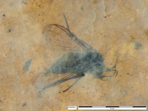 Diptera