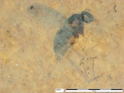 Genus sp.