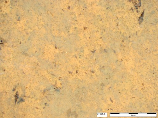 Notonectidae
