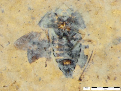 Genus sp