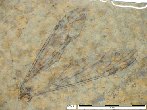 Diptera